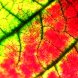 How to Fuel Your Fire This Fall